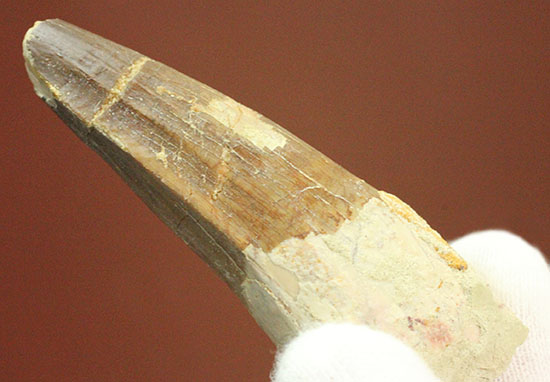 肉食恐竜ファンならコレクションしておきたい!スピノサウルスの歯化石(Spinosaurus)(その9)