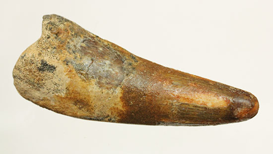 ズッシリ感が魅力です。反り返ったカーブが特徴のスピノサウルス歯化石(Spinosaurus)(その12)
