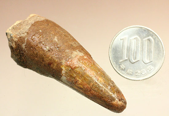 ズッシリ感が魅力です。反り返ったカーブが特徴のスピノサウルス歯化石(Spinosaurus)(その13)