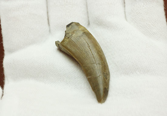 大きい!ロングカーブ計測で46mmに達するアルバートサウルスの上質な歯化石(その12)