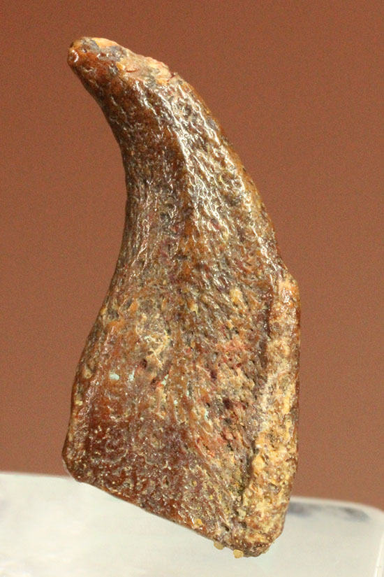 希少！ほぼ完全な形で保存された、翼竜の鋭い爪化石（その1）