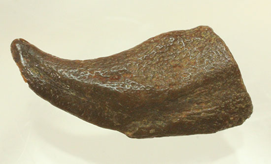 希少！ほぼ完全な形で保存された、翼竜の鋭い爪化石（その13）