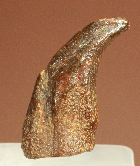 希少！ほぼ完全な形で保存された、翼竜の鋭い爪化石/中生代白亜紀（1億3500万 -- 6500万年前）【di852】