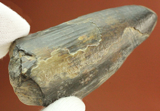 これぞ希少化石標本！大きい！スコミムスの歯化石/中生代白亜紀（1億3500万 -- 6500万年前）【di853】
