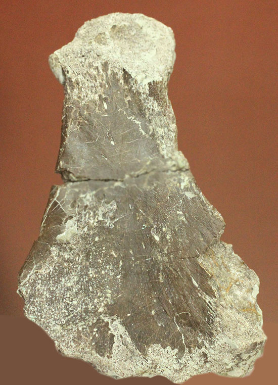 レアな巨大草食恐竜、神経棘付きのヒパクロサウルス脊椎骨化石(Hypacrosaurus)(その1)