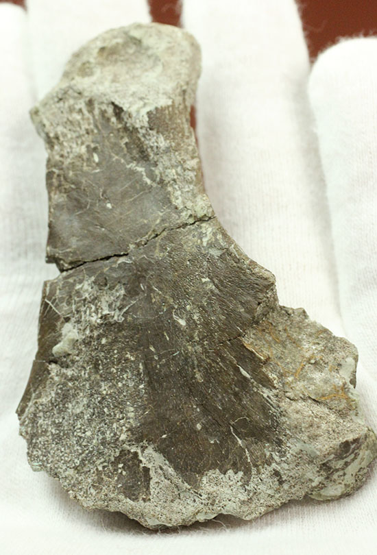 レアな巨大草食恐竜、神経棘付きのヒパクロサウルス脊椎骨化石(Hypacrosaurus)(その10)