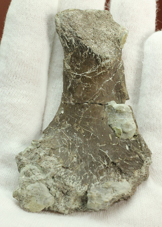 レアな巨大草食恐竜、神経棘付きのヒパクロサウルス脊椎骨化石(Hypacrosaurus)(その11)