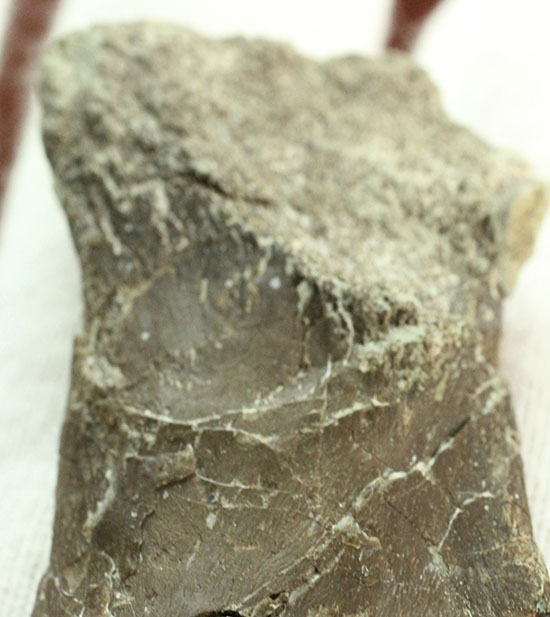 レアな巨大草食恐竜、神経棘付きのヒパクロサウルス脊椎骨化石(Hypacrosaurus)(その12)