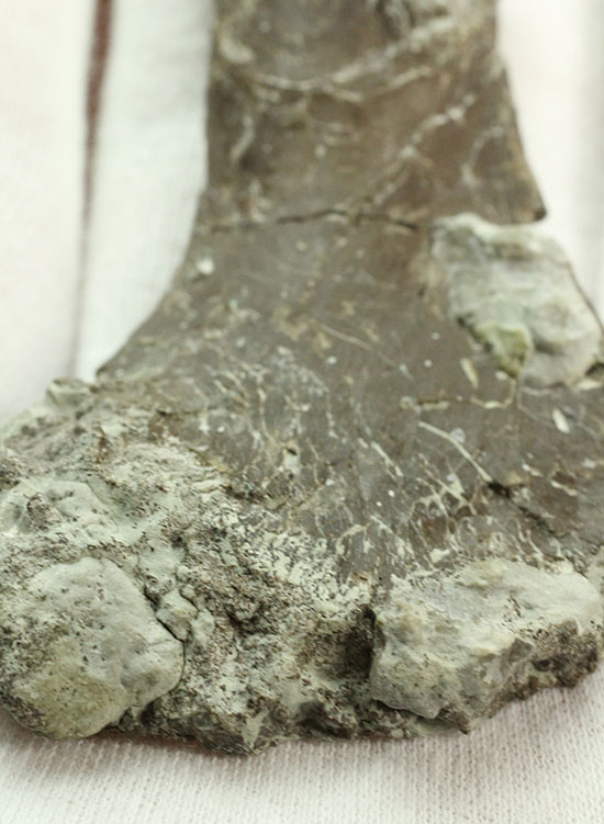 レアな巨大草食恐竜、神経棘付きのヒパクロサウルス脊椎骨化石(Hypacrosaurus)(その13)