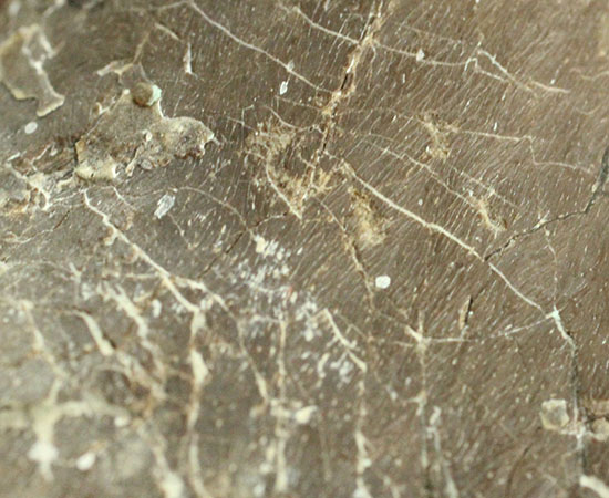 レアな巨大草食恐竜、神経棘付きのヒパクロサウルス脊椎骨化石(Hypacrosaurus)(その15)