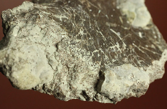 レアな巨大草食恐竜、神経棘付きのヒパクロサウルス脊椎骨化石(Hypacrosaurus)(その16)