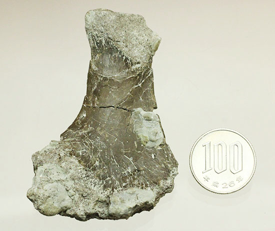 レアな巨大草食恐竜、神経棘付きのヒパクロサウルス脊椎骨化石(Hypacrosaurus)(その19)