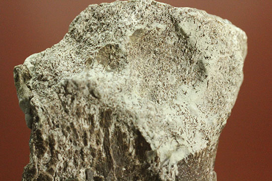 レアな巨大草食恐竜、神経棘付きのヒパクロサウルス脊椎骨化石(Hypacrosaurus)(その4)