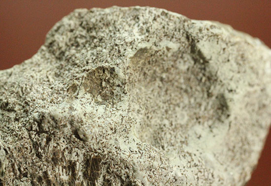 レアな巨大草食恐竜、神経棘付きのヒパクロサウルス脊椎骨化石(Hypacrosaurus)(その5)