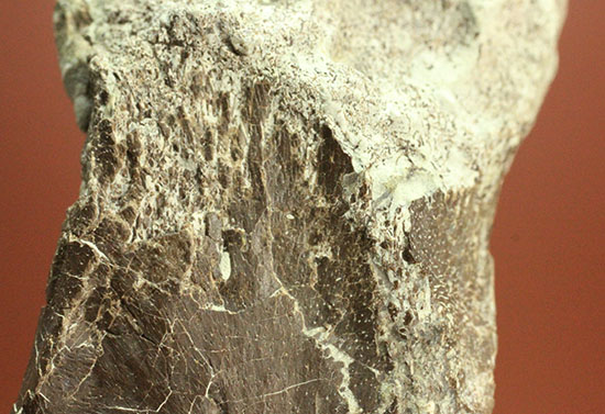 レアな巨大草食恐竜、神経棘付きのヒパクロサウルス脊椎骨化石(Hypacrosaurus)(その6)