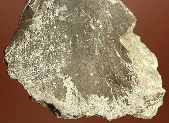 レアな巨大草食恐竜、神経棘付きのヒパクロサウルス脊椎骨化石(Hypacrosaurus)(その8)