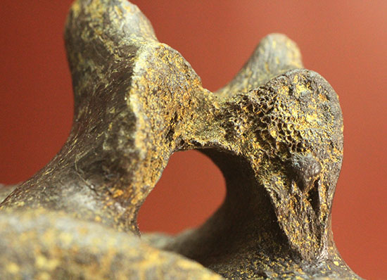 素晴らしいシンメトリーを誇るハドロサウルスの脊椎骨（その14）