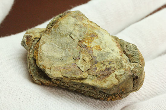 古代のイモムシ三葉虫、体節が保存されたカリメネ(Calymene sp.)(その10)