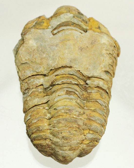 古代のイモムシ三葉虫、体節が保存されたカリメネ(Calymene sp.)（その11）