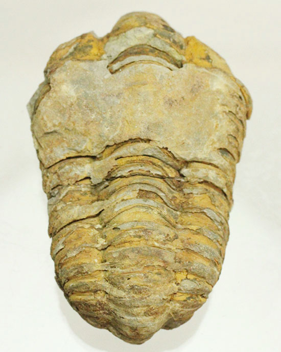 古代のイモムシ三葉虫、体節が保存されたカリメネ(Calymene sp.)(その11)
