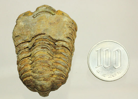 古代のイモムシ三葉虫、体節が保存されたカリメネ(Calymene sp.)（その12）