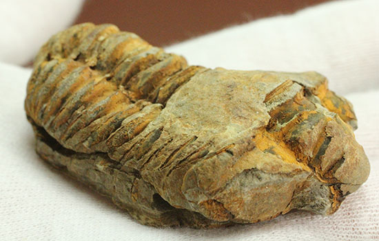 古代のイモムシ三葉虫、体節が保存されたカリメネ(Calymene sp.)（その2）