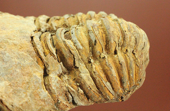 古代のイモムシ三葉虫、体節が保存されたカリメネ(Calymene sp.)(その3)