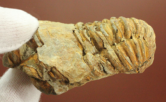 古代のイモムシ三葉虫、体節が保存されたカリメネ(Calymene sp.)(その4)