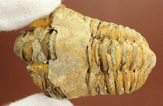 古代のイモムシ三葉虫、体節が保存されたカリメネ(Calymene sp.)(その5)
