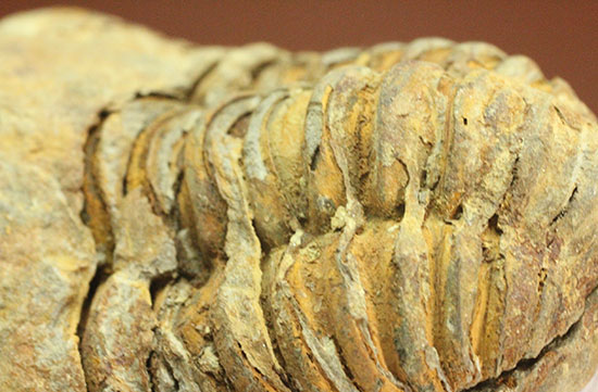 古代のイモムシ三葉虫、体節が保存されたカリメネ(Calymene sp.)(その6)