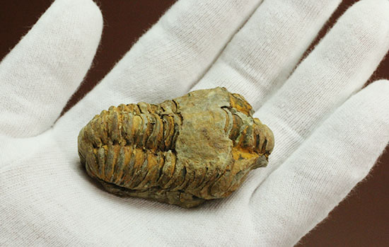 古代のイモムシ三葉虫、体節が保存されたカリメネ(Calymene sp.)（その7）