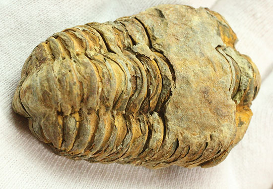 古代のイモムシ三葉虫、体節が保存されたカリメネ(Calymene sp.)（その9）