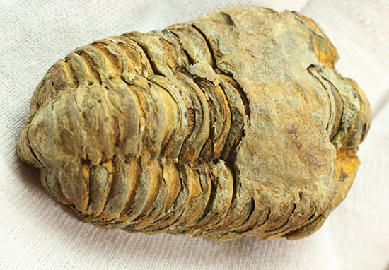 古代のイモムシ三葉虫、体節が保存されたカリメネ(Calymene sp.)(その9)