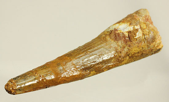 良形!スピノサウルスのスレンダータイプ歯化石(Spinosaurus)(その4)