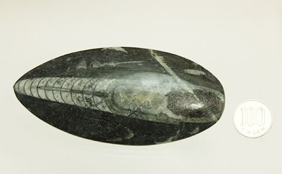 12センチの立派なサイズ、古代の海化石オルソセラス(Orthoceras)（その14）