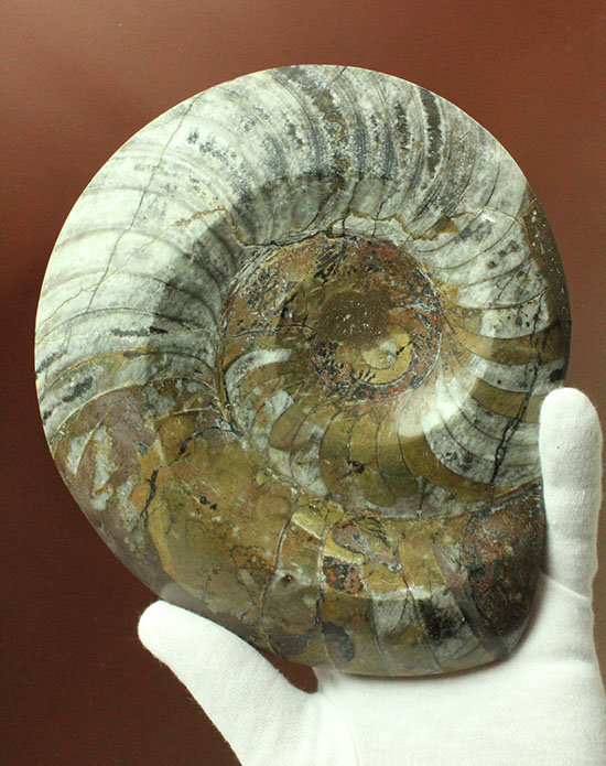 グレーとベージュの配色が上品な直径17センチの初期アンモナイト、ゴニアタイト(Goniatite)/古生代デボン紀（4億1000万 -- 3億6700万年前）【an961】