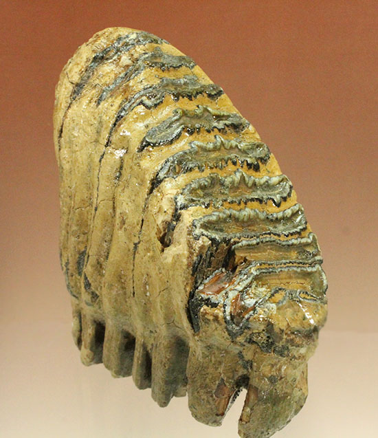 上級コレクション品。絶滅動物ケナガマンモスの歯化石 (Mammoth)/新生代第四紀（260万年前 -- 現在）【ot743】