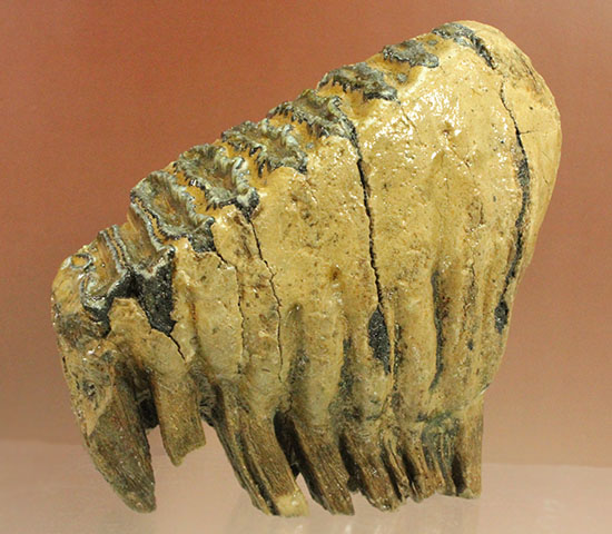 上級コレクション品。絶滅動物ケナガマンモスの歯化石 (Mammoth)（その10）