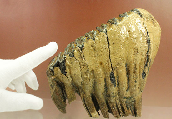 上級コレクション品。絶滅動物ケナガマンモスの歯化石 (Mammoth)（その15）