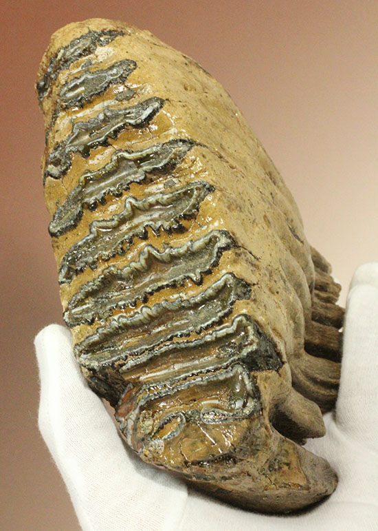 上級コレクション品。絶滅動物ケナガマンモスの歯化石 (Mammoth)/新生代第四紀（260万年前 -- 現在）【ot743】