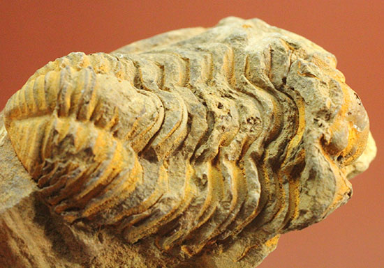 チャンスプライス！オルドビス紀のカリメネ三葉虫（母岩付）/古生代オルドビス紀（5億500万 -- 4億4600万年前）【tr477】