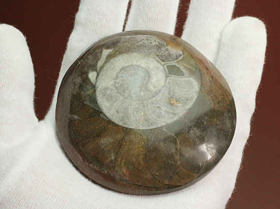 手の平サイズの優秀標本。中心部までよく保存されているゴニアタイト化石（その3）