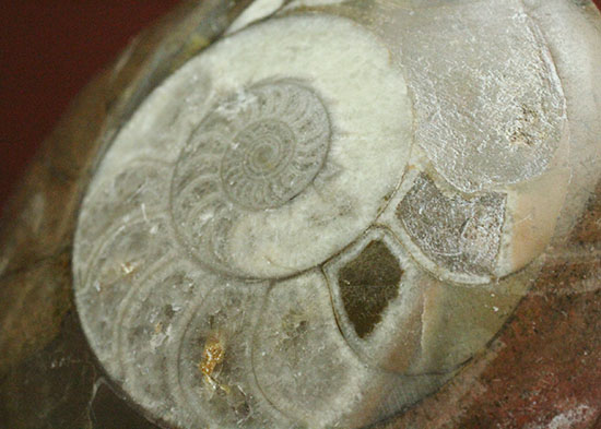 手の平サイズの優秀標本。中心部までよく保存されているゴニアタイト化石（その6）