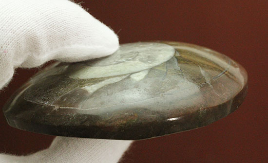 手の平サイズの優秀標本。中心部までよく保存されているゴニアタイト化石（その7）