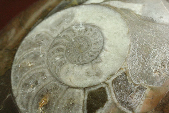 手の平サイズの優秀標本。中心部までよく保存されているゴニアタイト化石（その8）
