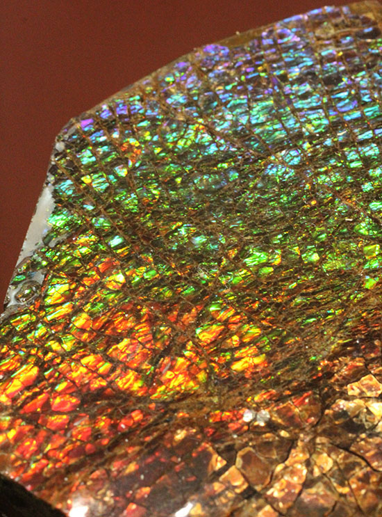 希少！七色に輝く、均一な竜のウロコ状のアンモライト(Ammolite)/中生代白亜紀（1億3500万 -- 6500万年前）【an965】