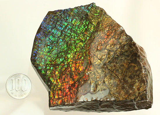 希少！七色に輝く、均一な竜のウロコ状のアンモライト(Ammolite)（その17）