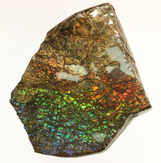 希少！七色に輝く、均一な竜のウロコ状のアンモライト(Ammolite)/中生代白亜紀（1億3500万 -- 6500万年前）【an965】