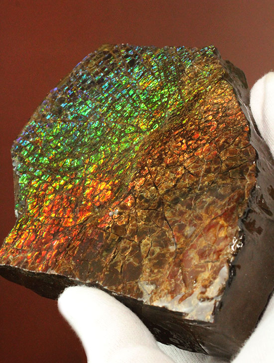 希少！七色に輝く、均一な竜のウロコ状のアンモライト(Ammolite)/中生代白亜紀（1億3500万 -- 6500万年前）【al147】