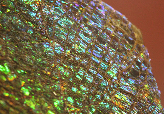 希少！七色に輝く、均一な竜のウロコ状のアンモライト(Ammolite)/中生代白亜紀（1億3500万 -- 6500万年前）【al147】